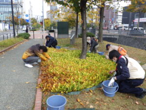 10月19日にスズラン花壇の刈り取りをするお助け隊