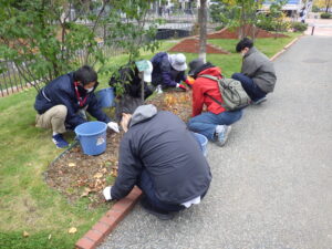 10月19日にスズラン花壇の刈り取りをするお助け隊