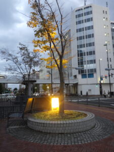 樹木のライトアップの試験点灯の様子