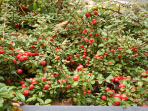 北1条西側のコトネアスターの赤い実