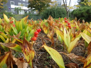 スズランの赤い実