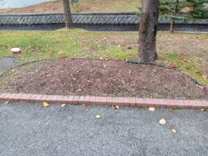 スズラン花壇の刈り取り後の様子