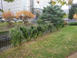 刈り取りのために縛られたハギ