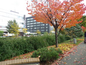 刈り取りを待つハギと紅葉したエゾヤマザクラ