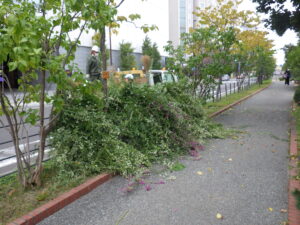 刈り取ったはぎをトラックに積み込んで運搬する作業中