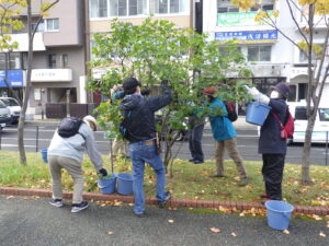 10月18日にライラックの選定の活動をする植物ボランティア