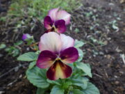 花壇に植えられた越冬ビオラの10月13日の様子