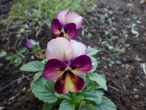 花壇に植えられた越冬ビオラの10月13日の様子