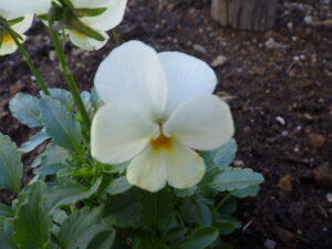 花壇に植えられた越冬ビオラの10月13日の様子