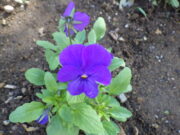 花壇に植えられた越冬ビオラの10月13日の様子
