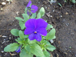 花壇に植えられた越冬ビオラの10月13日の様子