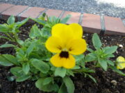 花壇に植えられた越冬ビオラの10月13日の様子