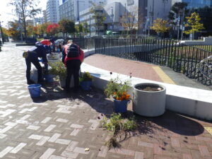 10月20日にコンテナの花苗ぬきを行う花クラブ