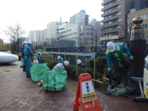 11月16日にモンタナマツの冬囲い作業をする公園スタッフ