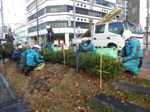 11月16日にモンタナマツの冬囲い作業をする公園スタッフ