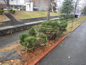 冬囲いされた南1条のモンタナマツ