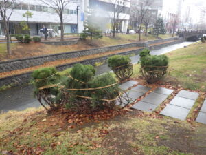 冬囲いされた南1条のモンタナマツ