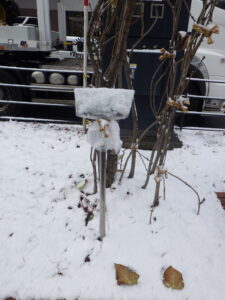 養生されたライラックの看板に雪が降り積もった様子
