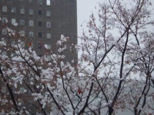 ヤマモミジに雪がついて花のように見える様子