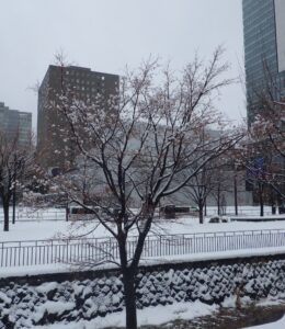 北1条東側のヤマモミジ