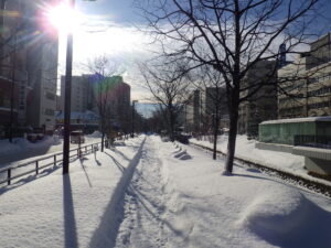 1月19日の南2の園路の様子