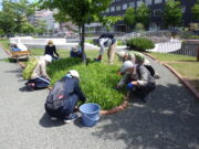 R4年度のお助け隊の活動の様子　スズラン花壇の除草