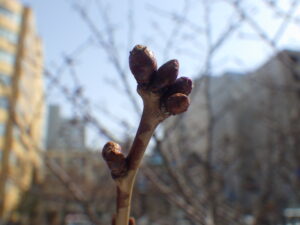 エゾヤマザクラの芽