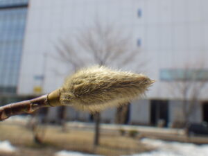 キタコブシの芽