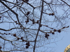 3月25日のハルニレの花の様子