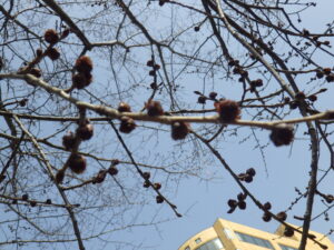 3月25日のハルニレの花の様子