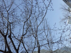 3月25日にハルニレに花がついている様子