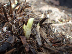 ヘメロカリスの芽