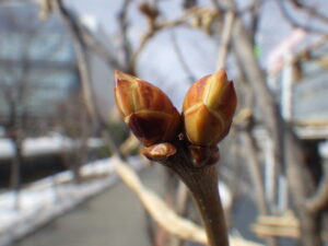 ライラックの芽