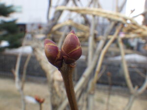 ライラックの芽