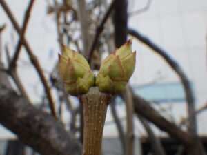 ライラックの芽