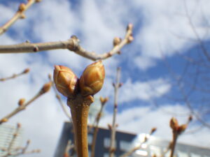 ライラックの芽