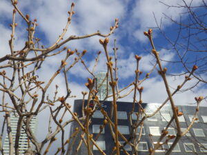 ライラックの芽