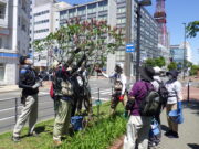 R4年度の植物ボランティアの活動の様子　ライラックの剪定