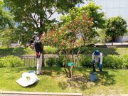 R4年度の植物ボランティアの活動の様子　ライラックの花がら摘み