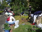 R4年度の植物ボランティアの活動の様子　スズランの移植