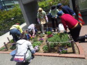 R4年度の花くらぶの活動の様子　花壇の手入れ