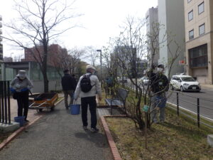 4月11日にライラックの枯れ枝の剪定をする植物ボランティア