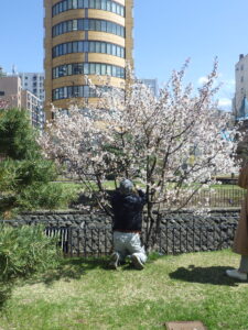 4月18日に公園内の中高木に樹名板を取り付ける植物ボランティア