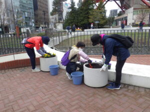 4月20日にまんなか広場のコンテナにビオラを植えこむ花くらぶ