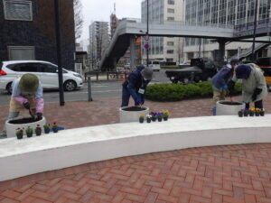 4月20日にまんなか広場のコンテナにビオラを植えこむ花くらぶ