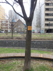 4月18日に植物ボランティアの活動で取り付けられたイタヤカエデの樹名板