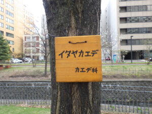 4月18日に植物ボランティアの活動で取り付けられたイタヤカエデの樹名板