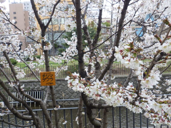 「植物ボランティアで樹名板取り付け」の画像