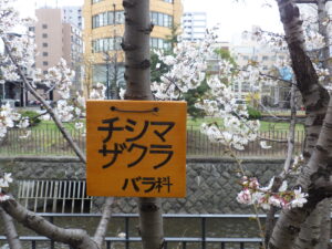 4月18日に植物ボランティアの活動で取り付けられたチシマザクラの樹名板