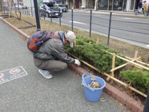 4月5日に冬囲い外しの活動をするお助け隊